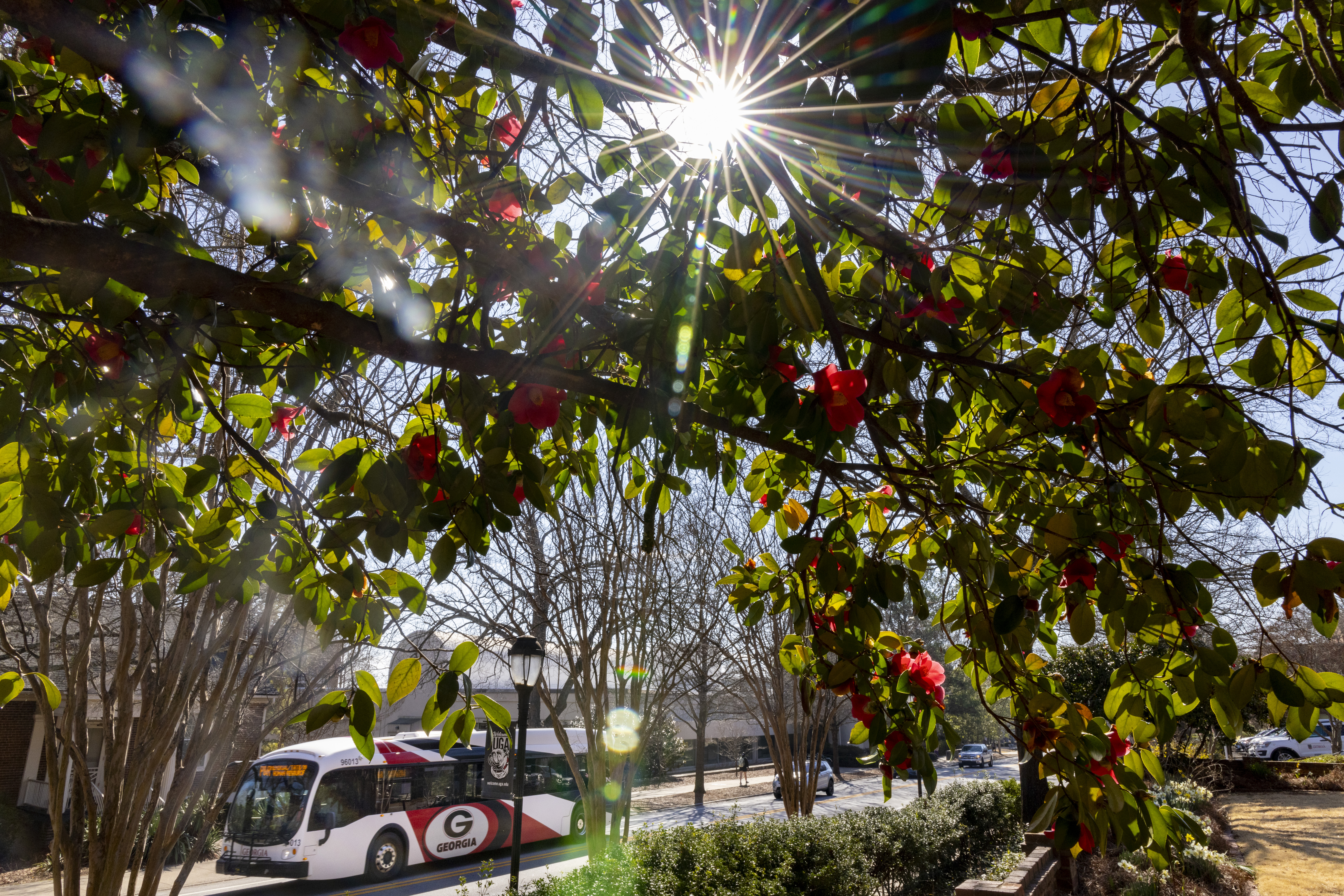 photo of tree, bus, sun 