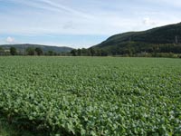 cropland