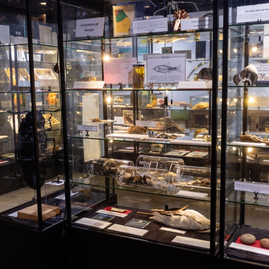 photo of animal specimen collection, under glass