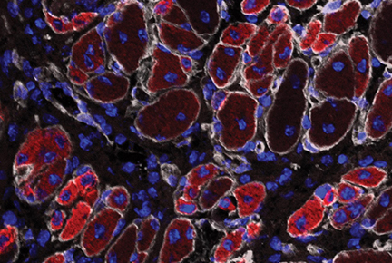 cell microscopy image, blue and red