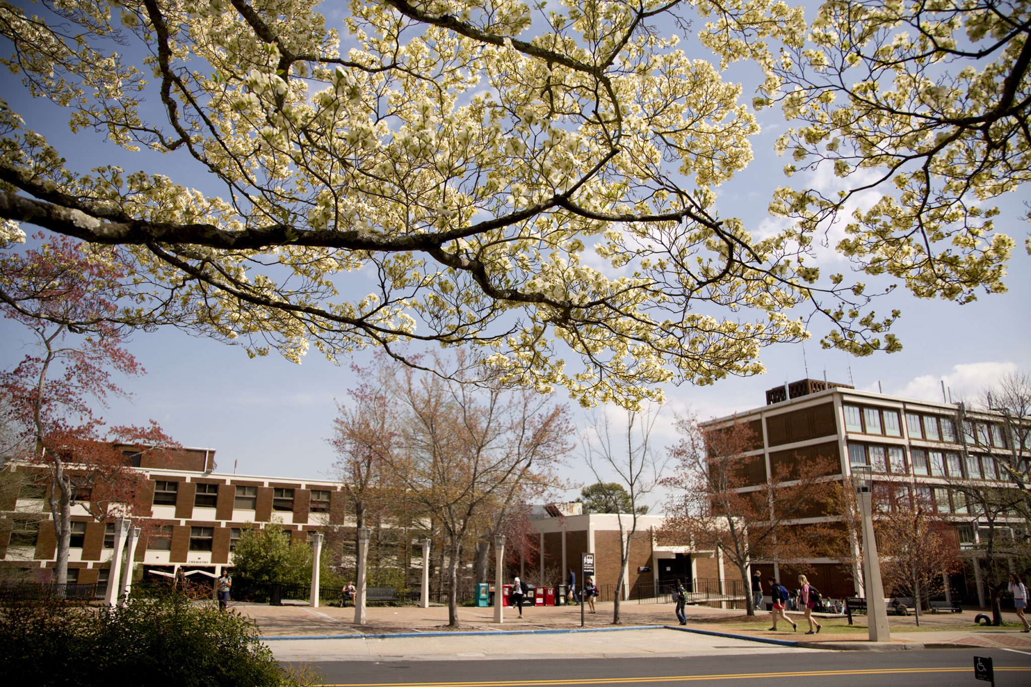 photo of buildings with budding tree in foreground