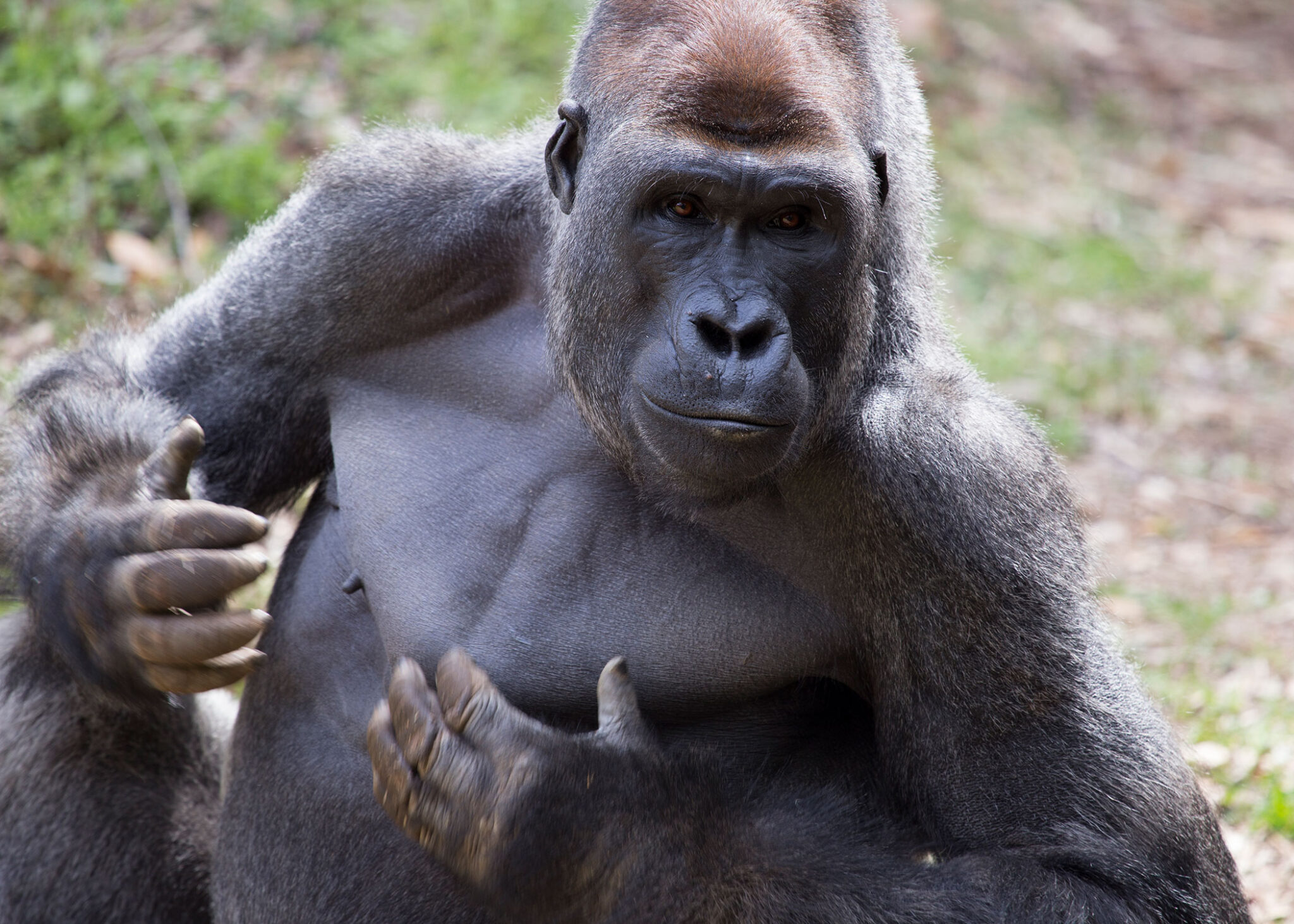 photo of gorilla, outdoors, day