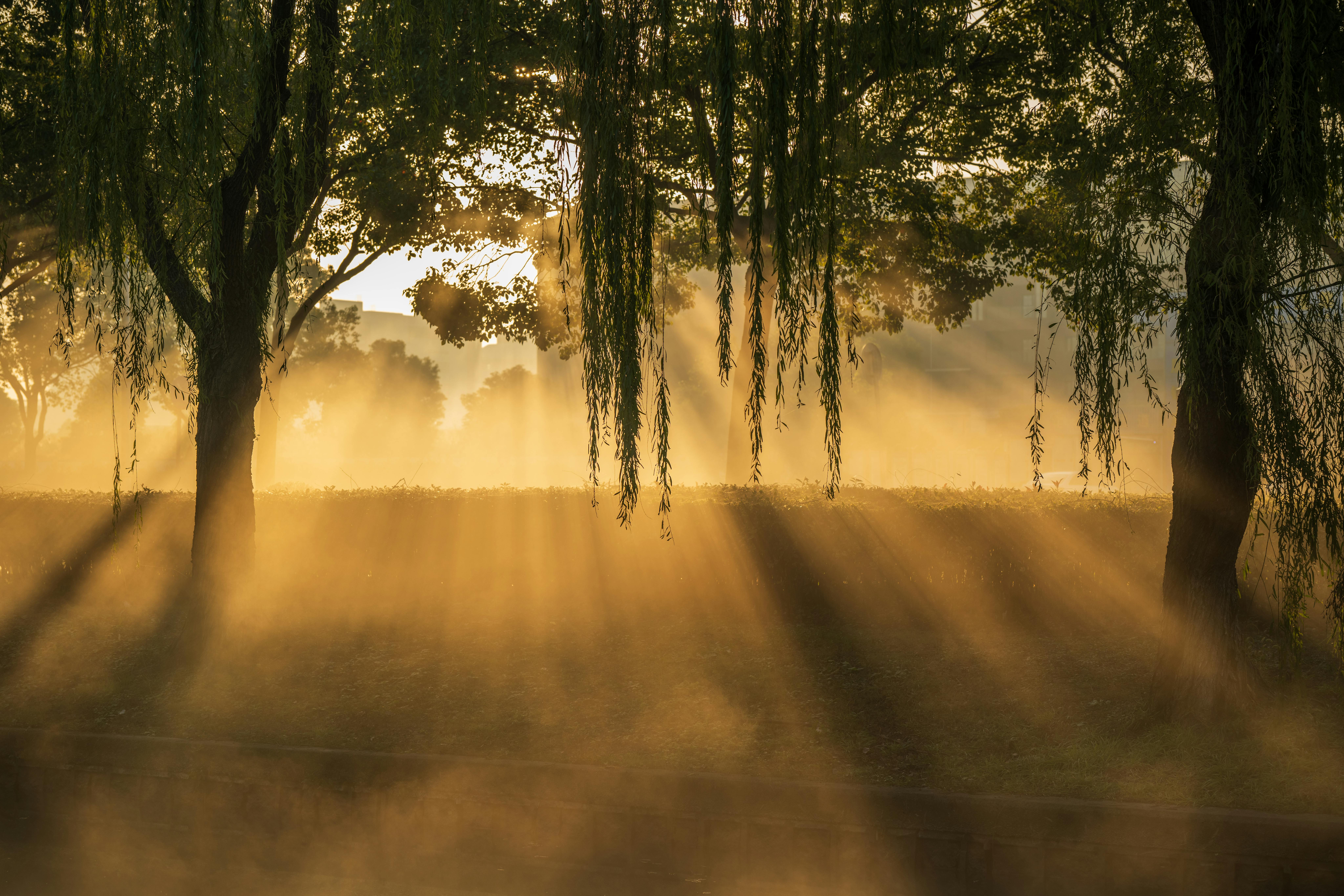 photo of morning light rays through trees, foilage