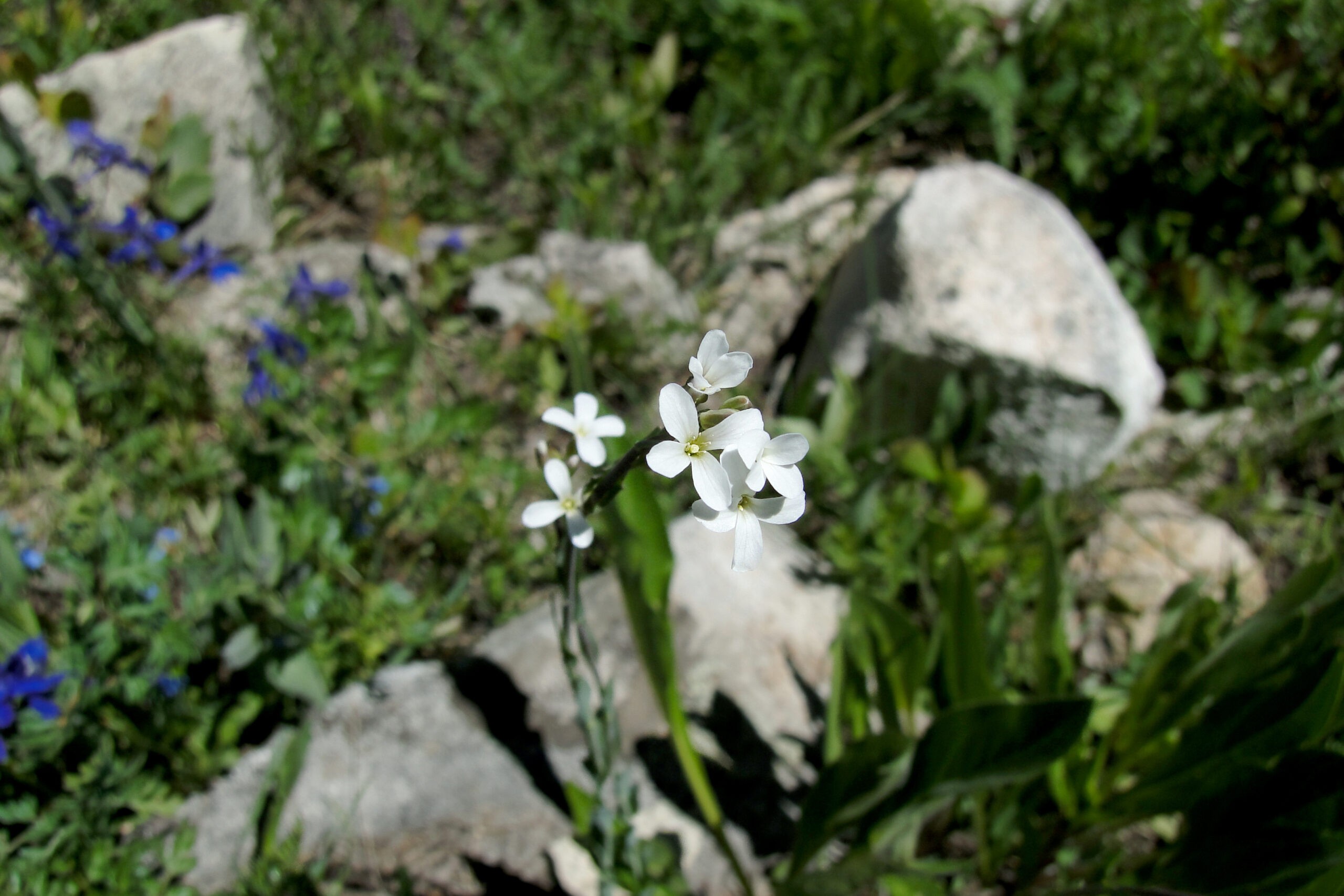 photo of flowers, rocks, day