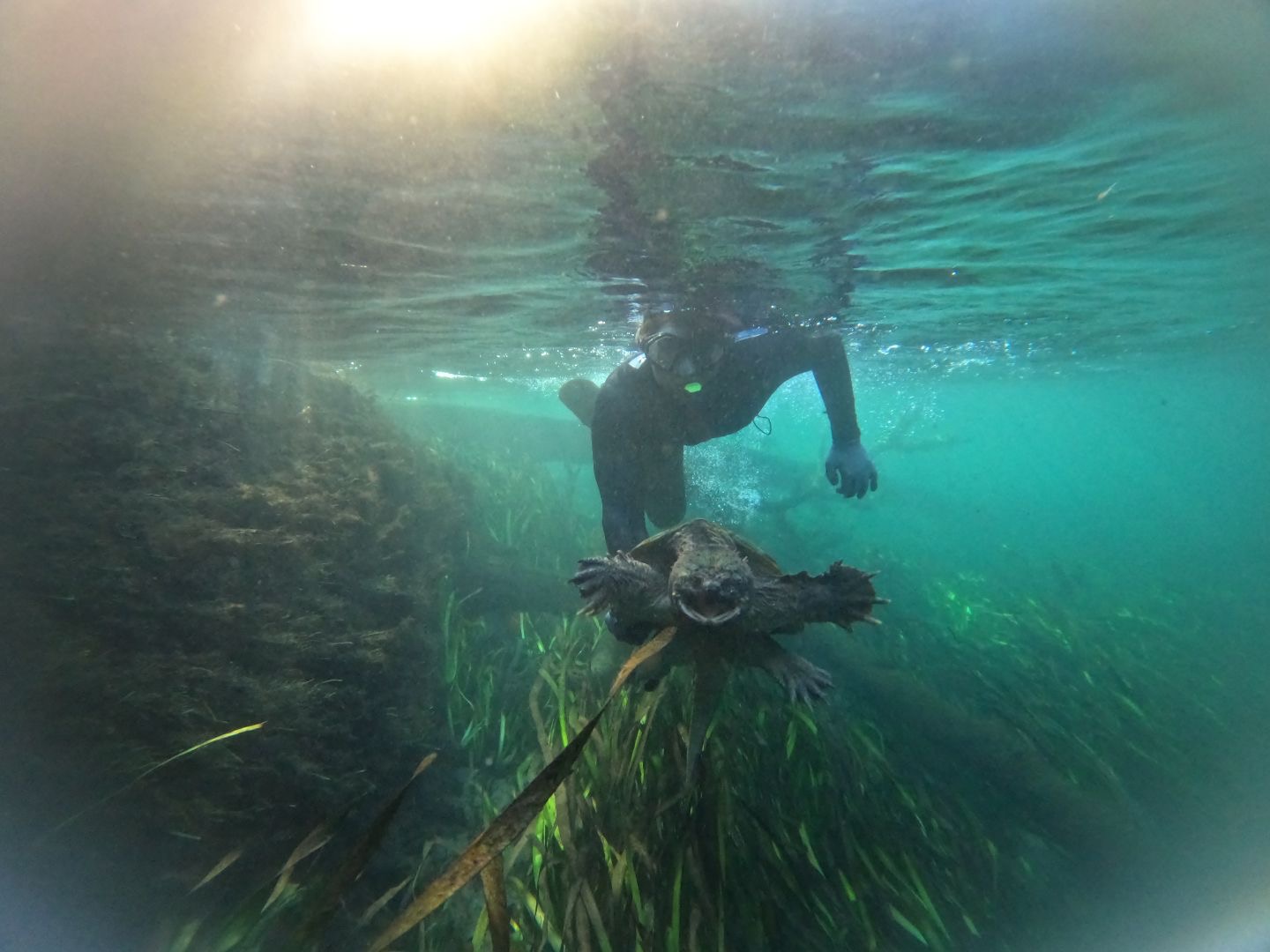 photo of diver pursuing turtle underwater