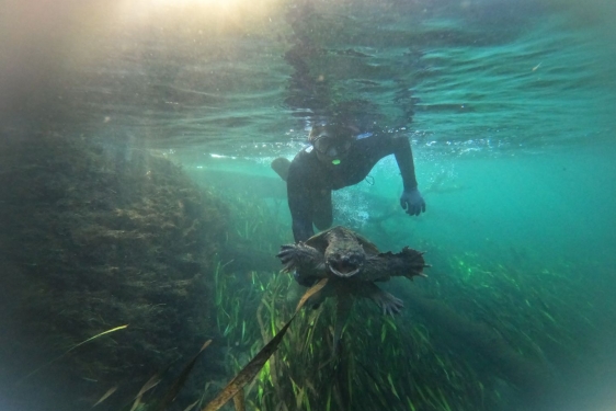 photo of diver pursuing turtle underwater